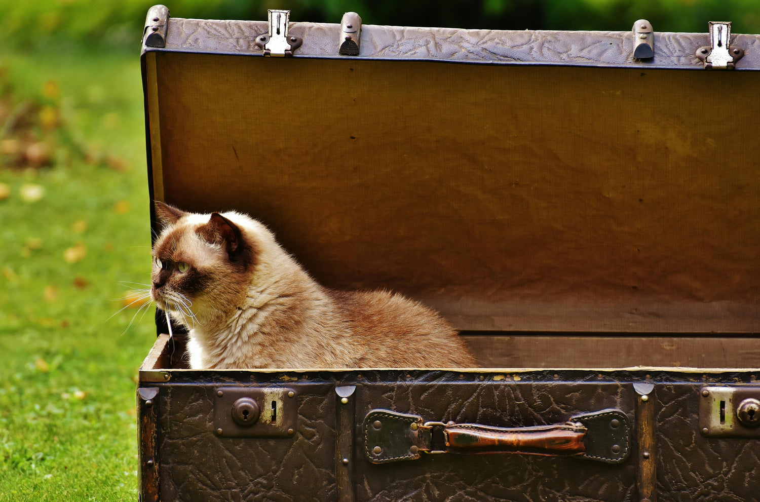 Travel Bags