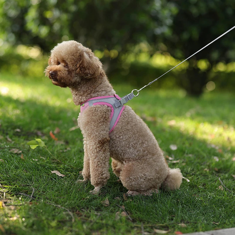 Dog Harness Leash Set for Small Dogs